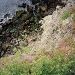 The rocks: baby seal, 1998
