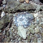 On the beach: jellyfish, 2000