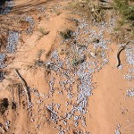 Juniper berries really stand out against the red sand