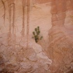 Rather optimistic pinyon