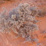 Sagebrush in red sand