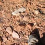 As I climbed toward the cliff ruins, I started seeing ancient pottery washed down by rains