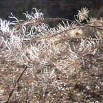 Clematis in the mouth of Mule Canyon