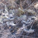 One of many cactus species along the trail