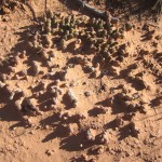 Very cool knobby cactus along the path