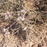 Infernal tumbleweed, blooming late