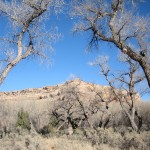 Cottonwoods forming a gateway arch near the mouth of Mule Canyon