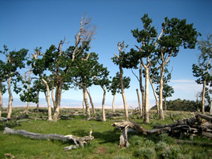 Plateau